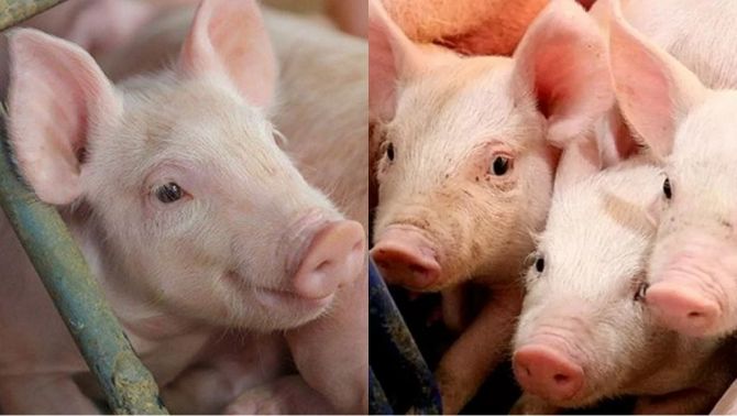 Giá heo hơi hôm nay 31/3: Tiếp tục hạ nhiệt, giảm mạnh ở khu vực miền Trung