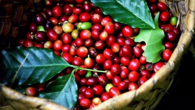 Giá cà phê hôm nay 1/4: Giảm kịch liệt, Việt Nam đang dần là nguồn cung cấp Robusta lớn nhất 