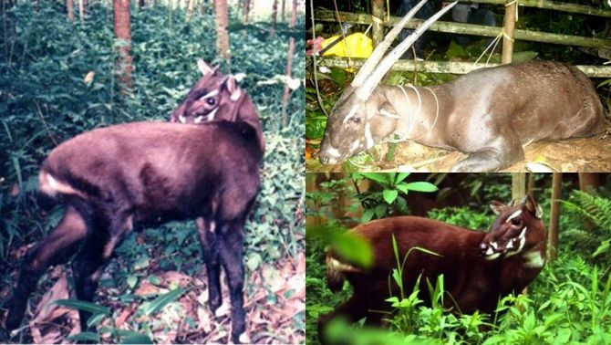 Huế nhận viện trợ 3 tỉ đồng để bảo vệ ‘Kỳ lân châu Á’, được thế giới xem như báu vật cùng bảo vệ