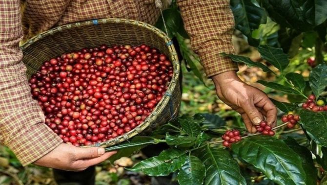 Giá cà phê hôm nay 2/4: Giá Robusta chịu áp lực lớn do nguồn cung mới từ Việt Nam sắp lộ diện