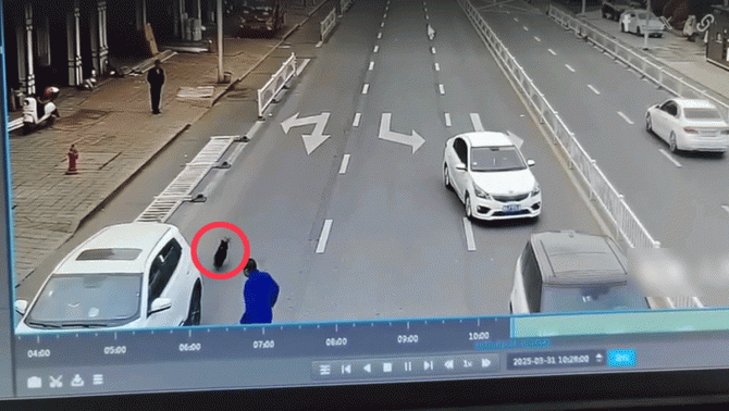 Netizen xôn xao vụ chú chó ‘lái’ xe ô tô gây tai nạn rồi bỏ chạy trong tích tắc