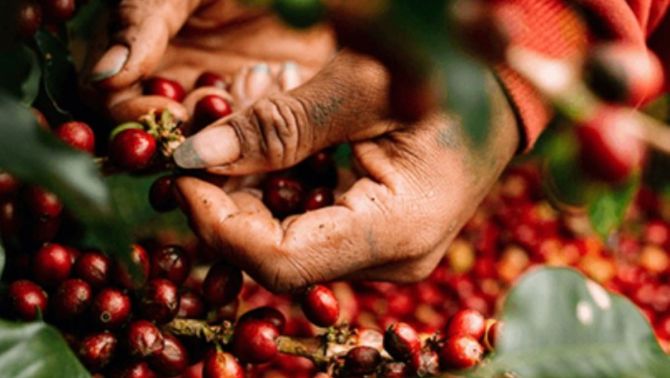 Giá cà phê hôm nay 3/4: Tăng vọt trước bối cảnh hàng hóa trong nước cũng đang 'rộn ràng' leo thang