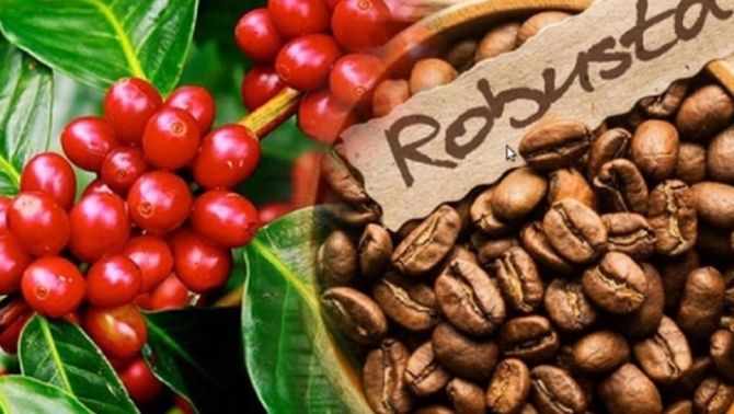 Giá cà phê hôm nay 4/4: Robusta Việt Nam đang đạt mức cao kỷ lục tính từ 2 năm trở lại đây