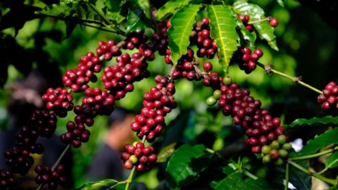 Giá cà phê hôm nay 5/4: Rớt giá thê thảm, thấp nhất chỉ hơn 124.000 đồng/kg