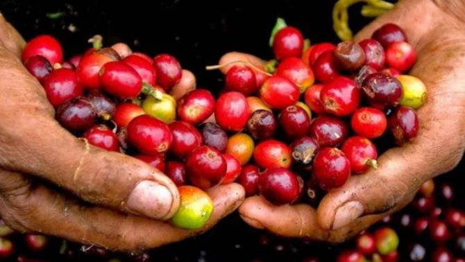 Giá cà phê hôm nay 6/4: Thấp lẹt đẹt, 'mác' nguồn cung Robusta hàng đầu của Việt Nam bị 'đe dọa'
