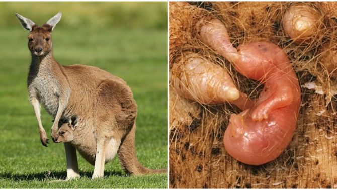 Tại sao con kangaroo có đến 3 âm đạo, 2 tử cung nhưng chỉ sinh 1 con duy nhất 1 lần?