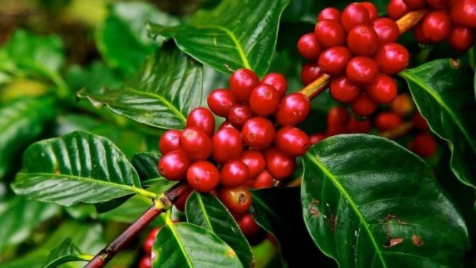 Giá cà phê hôm nay 7/4: Một tuần tăng - giảm 'đột biến' nhưng các doanh nghiệp vẫn thu lãi 'đậm' 