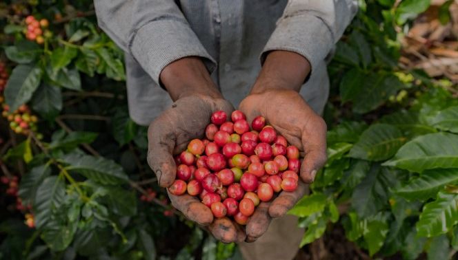 Giá cà phê hôm nay 8/4: 'Chạm đáy là có thật', có nơi chỉ thu mua với mức rẻ bèo 119.000 đồng/kg