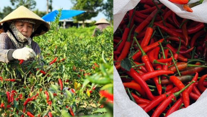 Giá ớt tăng gấp 10 lần năm ngoái, nông dân Quảng Ngãi lãi đậm chưa từng có!