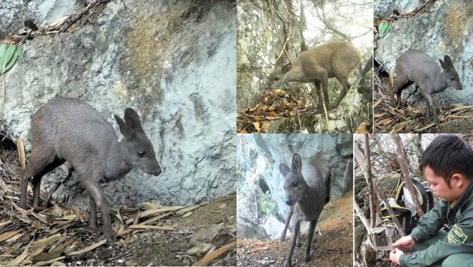 Việt Nam phát hiện loài thú kỳ dị quý hiếm bậc nhất thế giới, mang đặc điểm đáng sợ của ma cà rồng