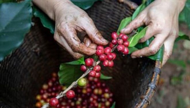 Giá cà phê hôm nay 9/4: Người nông dân 'gắng gượng' với cái giá không thể thấp hơn 116.000 đồng/kg