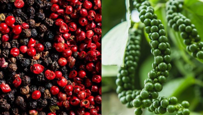 Giá tiêu lao dốc, nông dân điêu đứng chỉ sau 1 đêm, nguyên nhân do đâu?