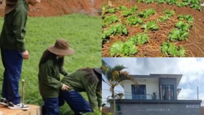 Sốc: Vùng trồng nguyên liệu kẹo rau Kera của Quang Linh và Hằng Du Mục hiện tại mới bắt đầu gieo giống