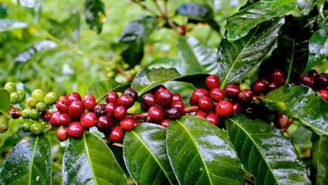 Giá cà phê hôm nay 11/4: Tăng vùn vụt sau chuỗi ngày giảm mạnh, giá thu mua đạt mức cao ngất ngưởng