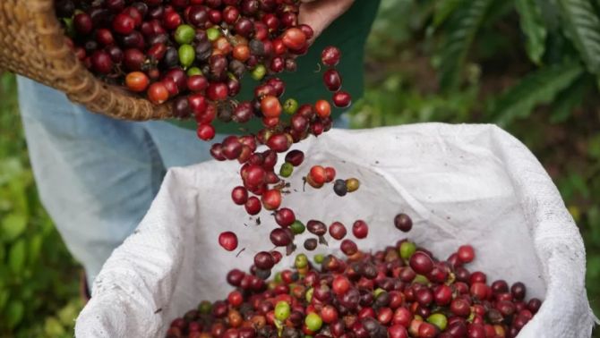 Giá cà phê hôm nay 12/4: Robusta 2 lần cán mốc 'đỉnh' bất chấp tình hình thuế quan rối ren