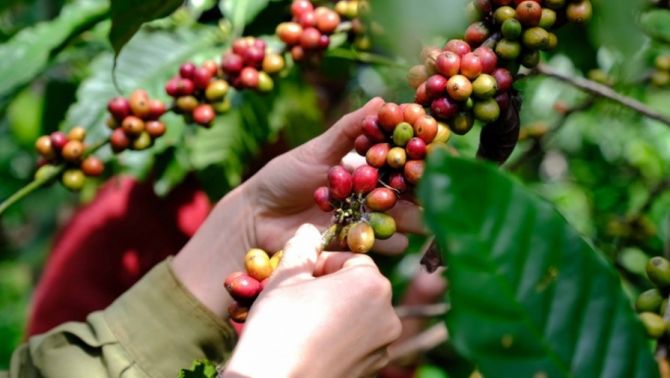 Giá cà phê hôm nay 13/4: Robusta tăng 'như được mùa' do tồn kho sắp 'cạn kiệt'