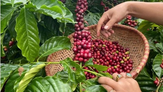 Giá cà phê hôm nay 14/4: Tăng 'cực mạnh', thị trường đứng trước nguy cơ bị 'thao túng' giá 