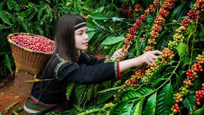 Giá cà phê hôm nay 15/4: Robusta và Arabica thi nhau tăng 'ồ àt'!