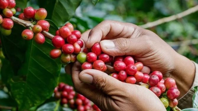 Giá cà phê hôm nay 16/4: Bật tăng 'ấn tượng' do tồn kho cạn kiệt nhưng nhu cầu nhập khẩu gia tăng