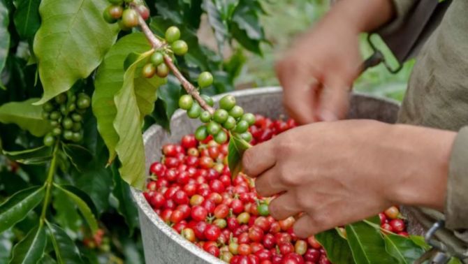 Giá cà phê hôm nay 17/4: Tăng vọt do tồn kho Robusta đang dần cạn kiệt!