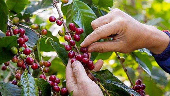 Giá cà phê hôm nay 18/4: Giảm đột ngột do các nhà đầu tư cần chốt lời 'gấp'!