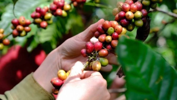 Giá cà phê hôm nay 19/4: Giảm 'thần tốc', cả nước chỉ thu mua với giá rẻ bèo khoảng 129.000 đồng/kg