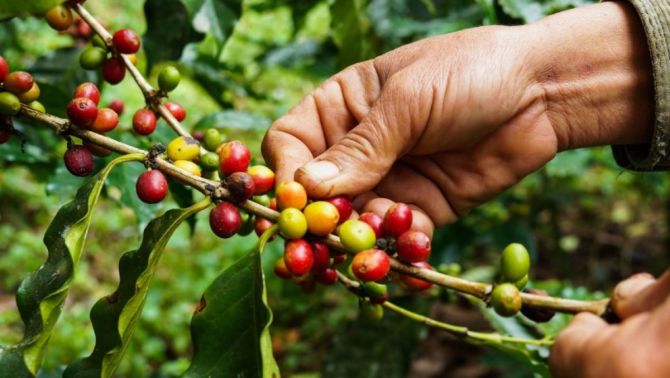 Giá cà phê hôm nay 20/4: Thị trường cà phê 'đóng băng' ngay đợt giảm giá sâu