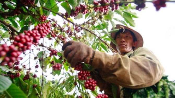 Giá cà phê hôm nay 21/4: Một số nơi trong nước vẫn 'âm thầm' tăng giá dù các sàn đang nghỉ lễ 