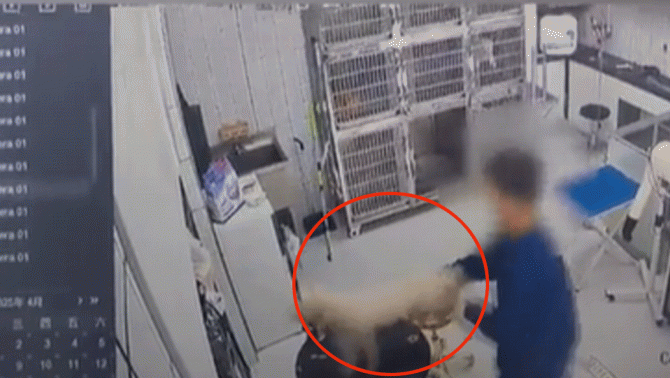 Nhân viên phòng khám thú y bóp cổ và ném mạnh chú chó con xuống sàn dẫn đến gãy 2 xương