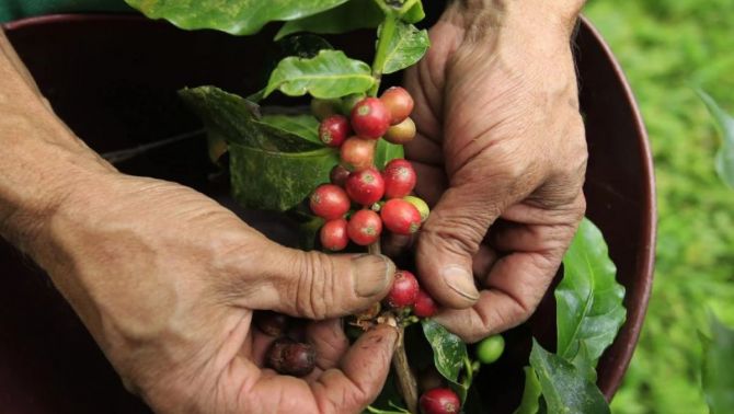 Giá cà phê hôm nay 22/4: Trở lại 'đường đua' với cú giảm sốc, cả nước chỉ ở mức 129.000 đồng/kg 