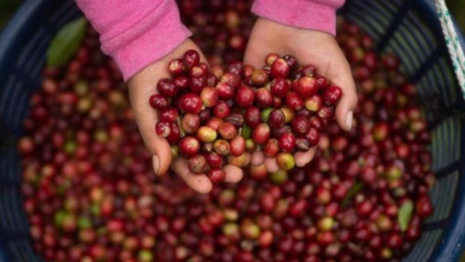 Giá cà phê hôm nay 23/4: Giảm 'ác', trong nước có nơi xuống đầu 128.000 đồng/kg 