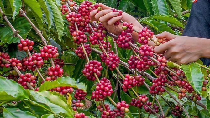 Giá cà phê hôm nay 24/4: 'Vùng dậy' tăng như vũ bão, vượt mức 130.000 đồng/kg