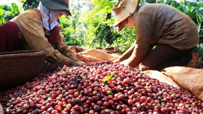 Giá cà phê hôm nay 25/4: Tiếp tục tăng và tăng mạnh, người nông dân chỉ bán khi đạt 135.000 đồng/kg