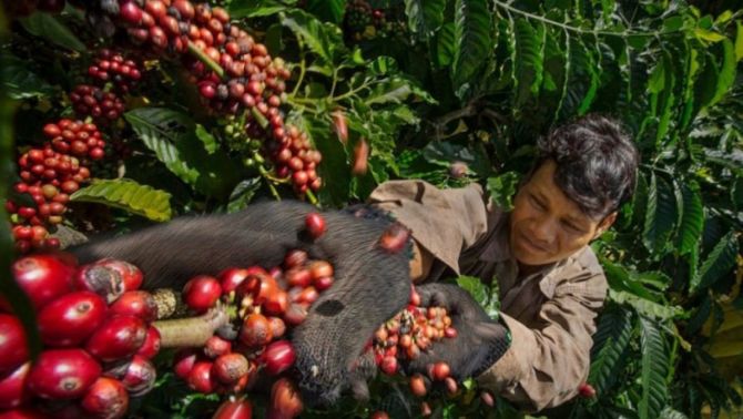 Giá cà phê hôm nay 26/4: Vụt giảm mạnh, thị trường cà phê Việt nam đang chịu áp lực lớn!