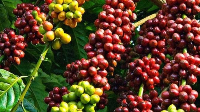 Giá cà phê hôm nay 27/4: Người nông dân được lợi do giá cả đang ở mức 'cao ngất' 