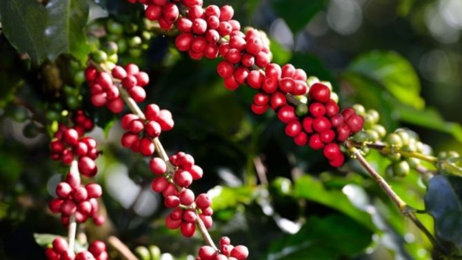Giá cà phê hôm nay 28/4: Người nông dân làm chủ thị trường, các doanh nghiệp e dè thận trọng