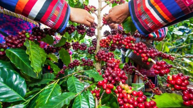 Giá cà phê hôm nay 29/4: Arabica tăng 'vọt' nhưng Robusta vẫn là 'chân ái' của người nông dân