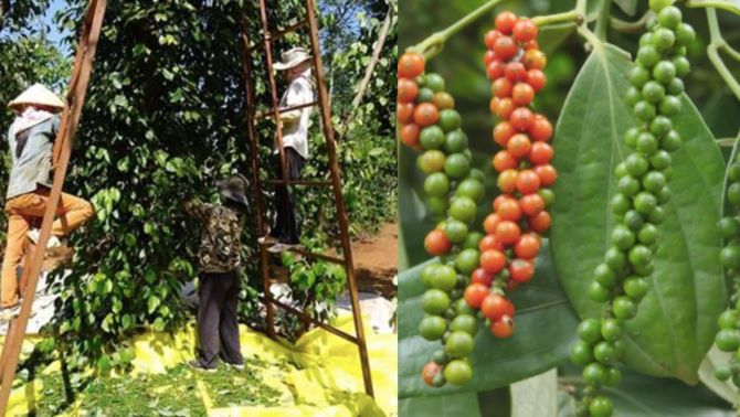 Giá tiêu hôm nay 5/5/2025: Sàn giao dịch đan xen sắc đỏ, người dân 'khó tin' về thị trường tiêu trong nước