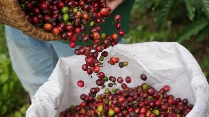 Giá cà phê hôm nay 15/5: Bất ngờ 'quay xe' giảm ác liệt, có nơi 'sụt' tới 2.500 đồng/kg 