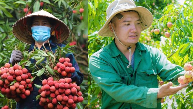 Giá vải đầu mùa 'đắt như tôm tươi', người có tiền muốn mua cũng phải đắn đo