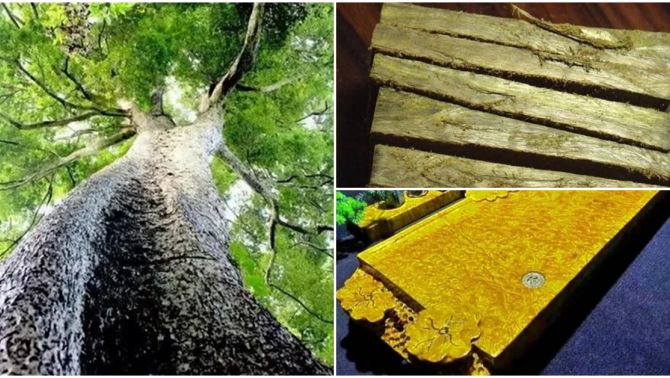 Ông lão nhặt được khúc gỗ đen sì khi đang chặt củi trên núi, sốc khi chuyên gia khẳng định là kho báu trăm tỷ