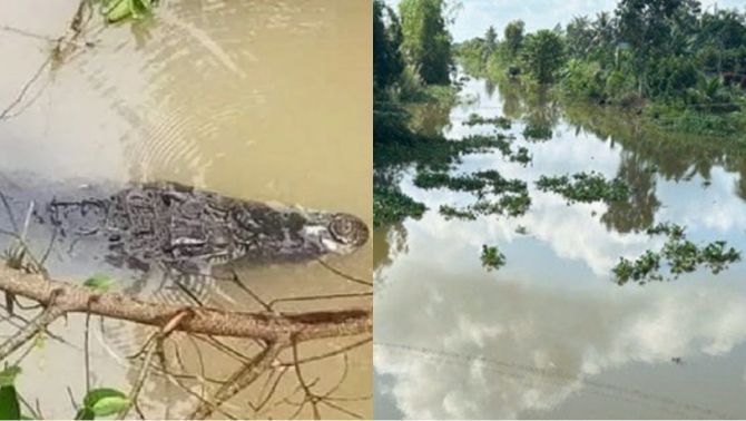 Long An: Chính quyền cảnh báo khẩn sau khi phát hiện động vật hoang dã dài 1 mét nổi trên mặt nước