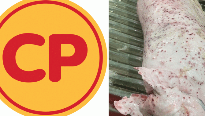 Diễn biến nóng vụ Công ty Cổ phần C.P. Việt Nam bị tố bán thịt heo, gà mắc bệnh đang 'gây bão' dư luận