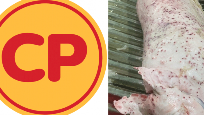 Sở NN & MT tỉnh Sóc Trăng thông tin nóng về ảnh heo bệnh được Công ty C.P trà trộn bán ra thị trường