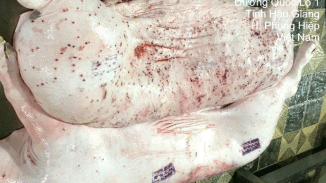 Nóng: Kết quả xét nghiệm thịt heo sau khi Công ty C.P. ở Sóc Trăng bị tố bán heo bệnh ra thị trường