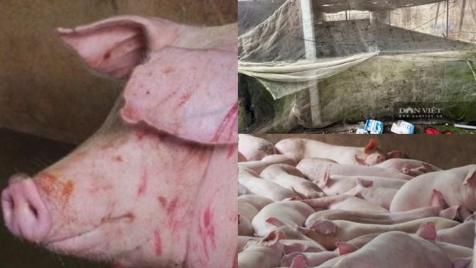 Thông tin mới tại cơ sở giết mổ heo gia công cho Công ty C.P Việt Nam tại Hậu Giang