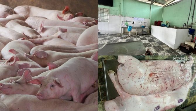 CĐM phát hiện chi tiết khó chối cãi vụ bị tố bán heo bệnh, Công ty C.P. Việt Nam thừa nhận sự thật