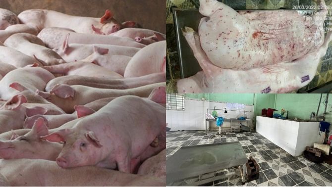 Tin sốc vụ Công ty C.P bị tố bán heo bệnh, lý do heo có dấu hiệu bất thường vẫn đóng dấu lưu thông