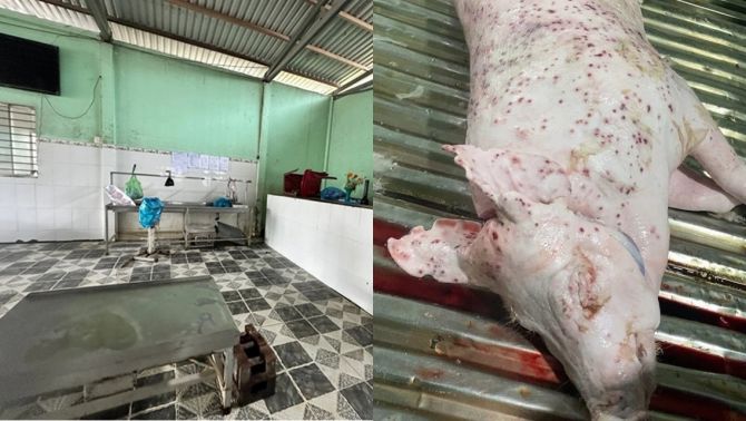 Lãnh đạo Bộ NN-MT tuyên bố nóng về vụ C.P. bị tố bán heo bệnh, sẽ chuyển hồ sơ sang Bộ Công an 