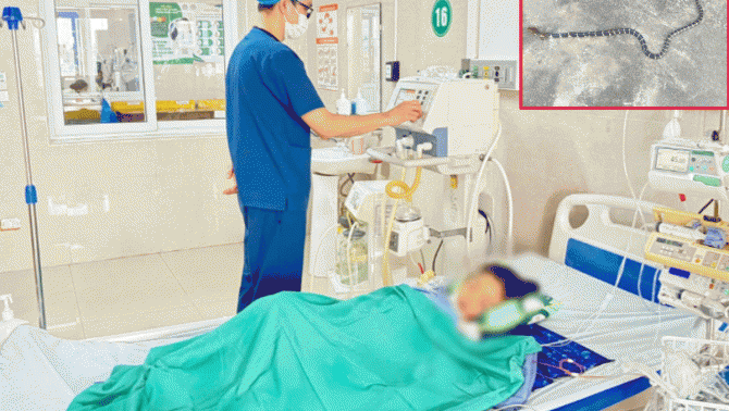Gia đình run sợ kể lại giây phút con gái 7 tuổi bị rắn cạp nia chui từ điều hoà vào cắn nguy kịch